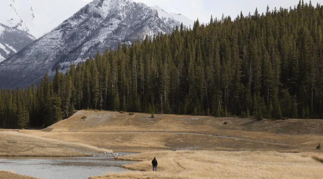 Em Busca da Beleza Natural: Minha Viagem a Banff, Canadá - Patiperro